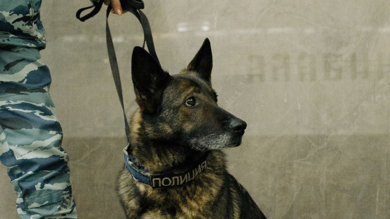 Perro detector junto a un agente