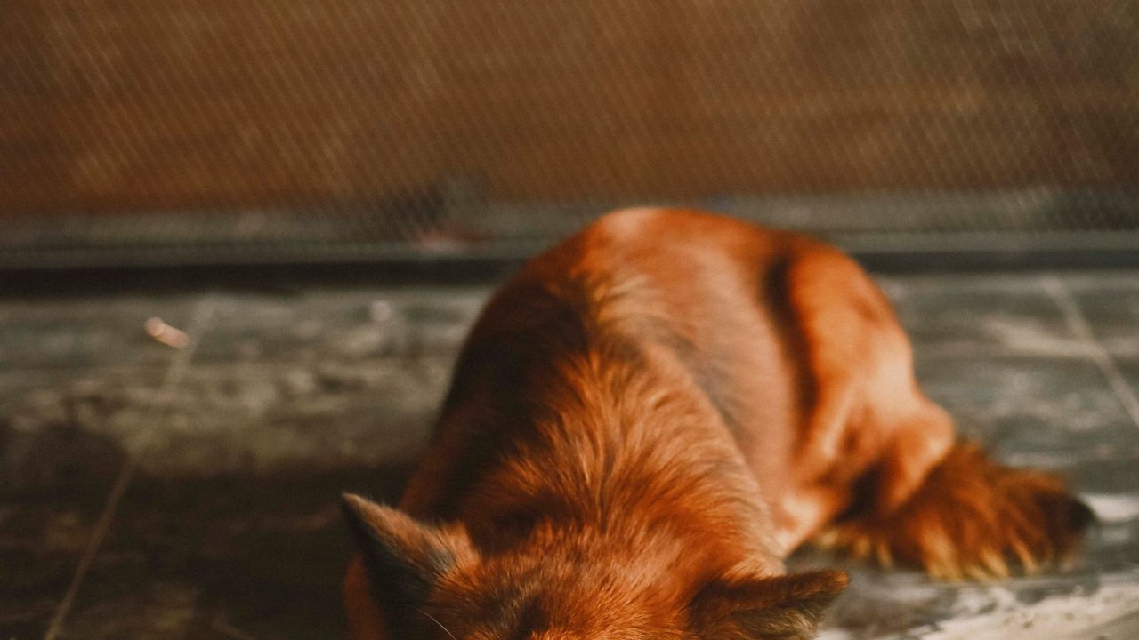 Perro acostado en el suelo